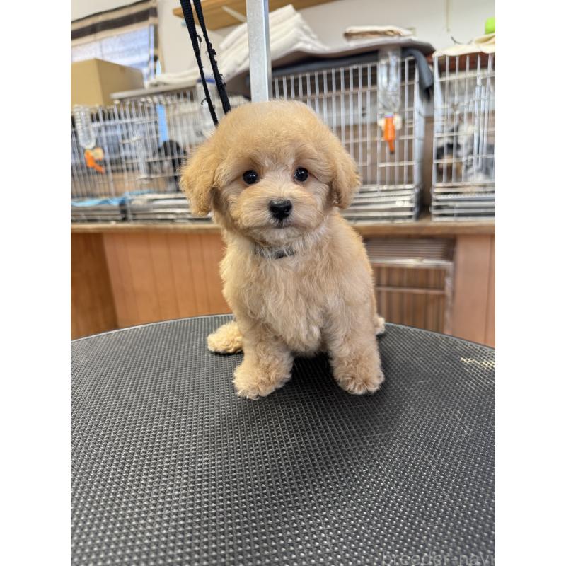 販売中の栃木県のタイニープードル-421730の10枚目