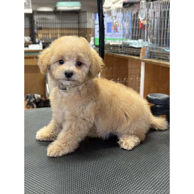 販売中の栃木県のタイニープードル-421730の8枚目