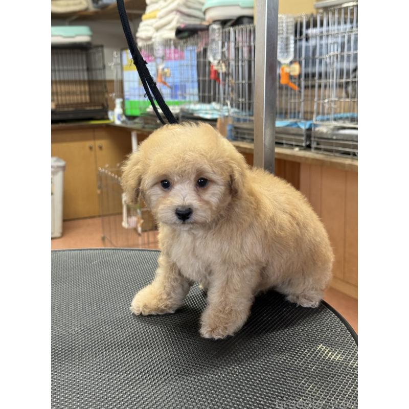 販売中の栃木県のタイニープードル-421730の6枚目