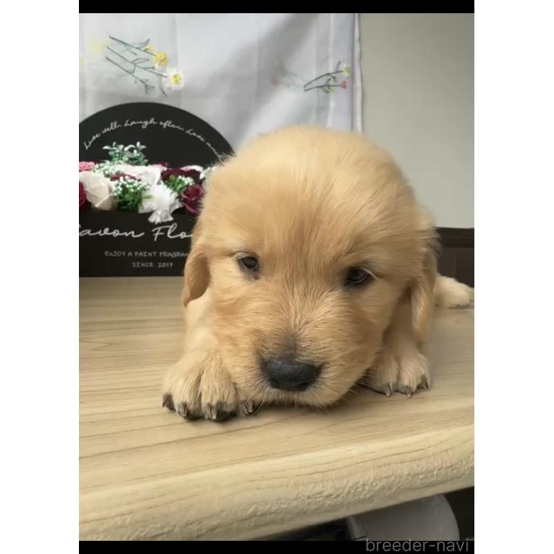 販売中の福岡県のゴールデンレトリーバー-427302の3枚目