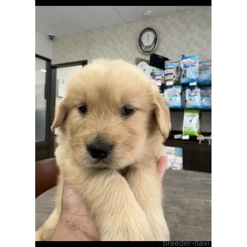 販売中の福岡県のゴールデンレトリーバー-427302の2枚目