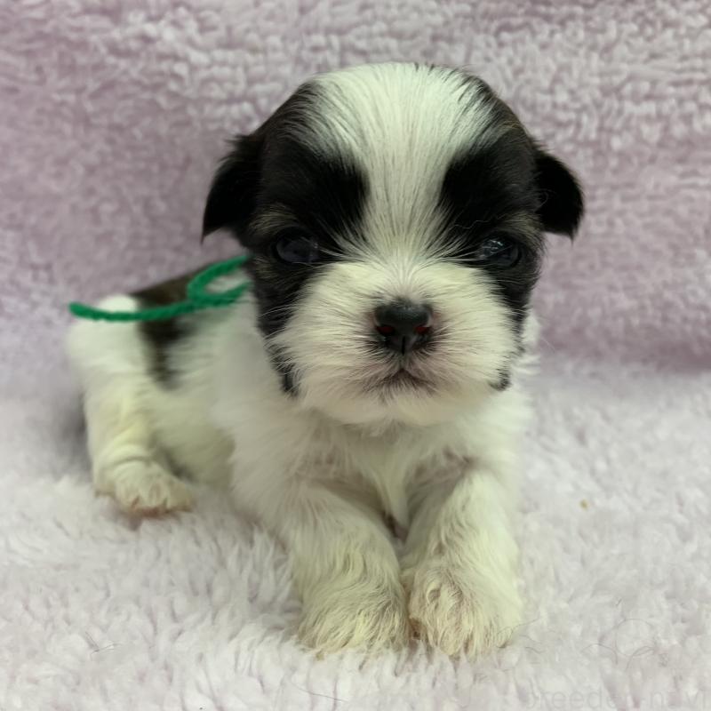 販売中の茨城県のシーズー-427301の1枚目