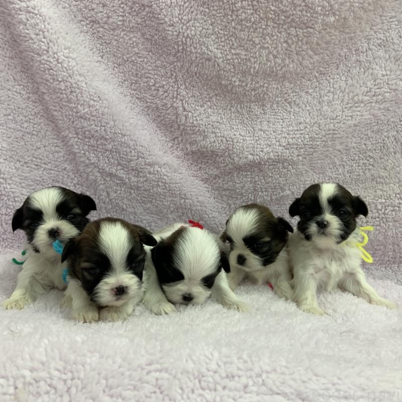 販売中の茨城県のシーズー-427301の2枚目