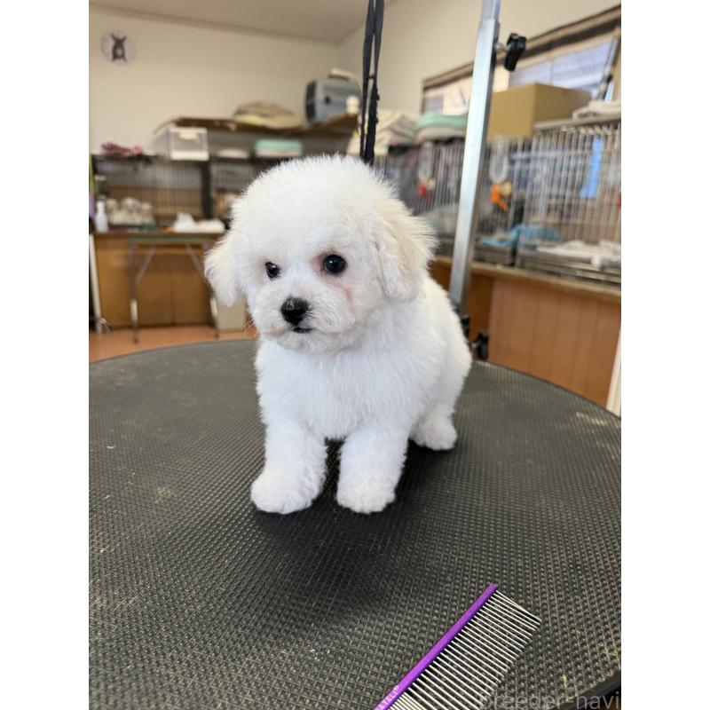 成約済の栃木県のビションフリーゼ-423460の10枚目