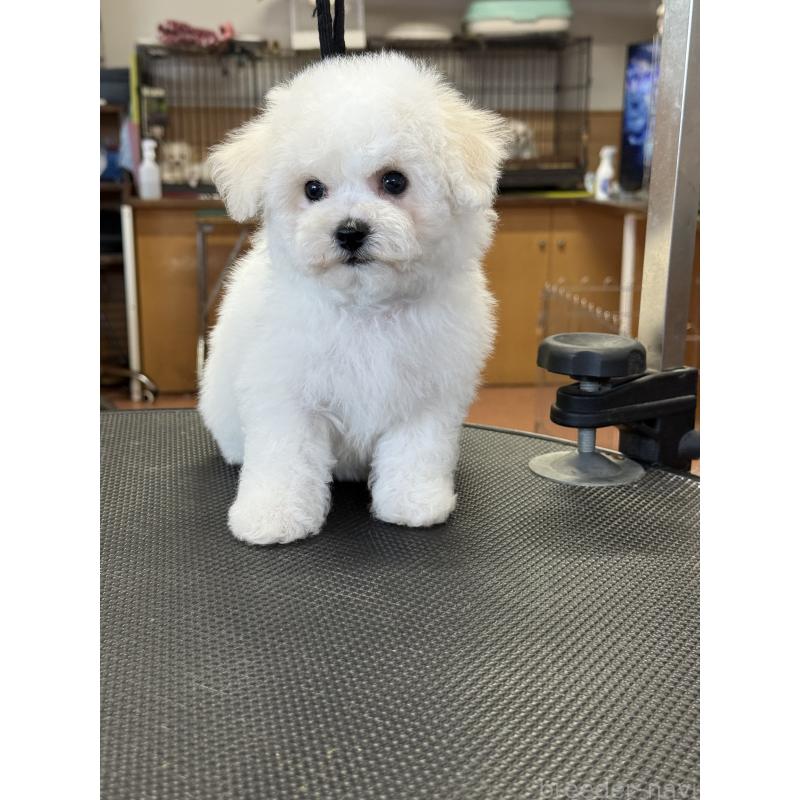 成約済の栃木県のビションフリーゼ-423460の9枚目