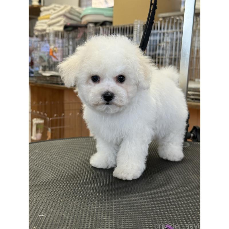 成約済の栃木県のビションフリーゼ-423460の8枚目