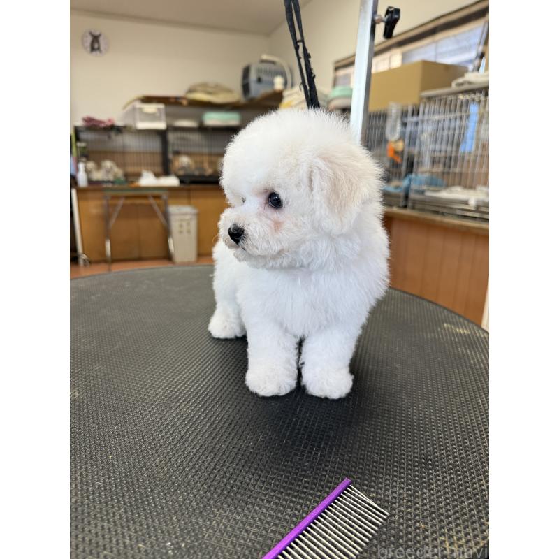 成約済の栃木県のビションフリーゼ-423460の6枚目