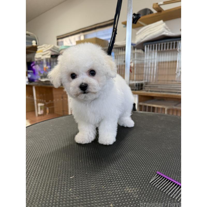 成約済の栃木県のビションフリーゼ-423460の5枚目