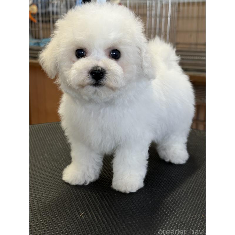 成約済の栃木県のビションフリーゼ-423460の4枚目