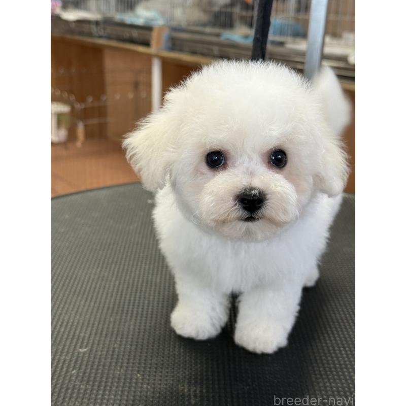 成約済の栃木県のビションフリーゼ-423460の3枚目