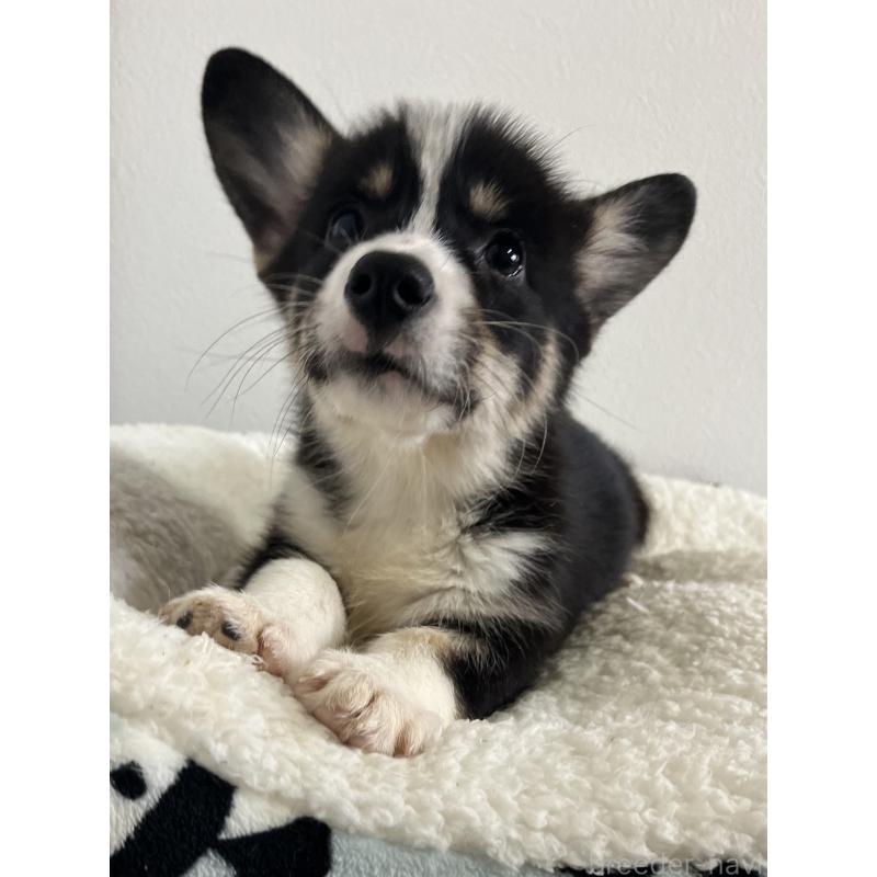 販売中の和歌山県のウェルシュコーギーペンブローク-418663