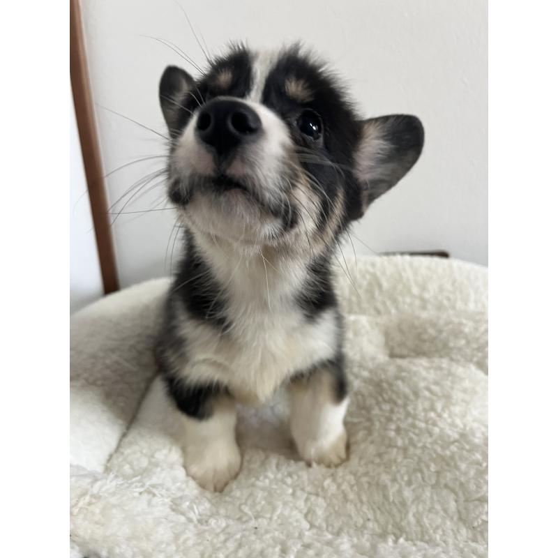 販売中の和歌山県のウェルシュコーギーペンブローク-418663の4枚目