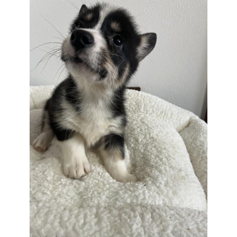 販売中の和歌山県のウェルシュコーギーペンブローク-418663の3枚目