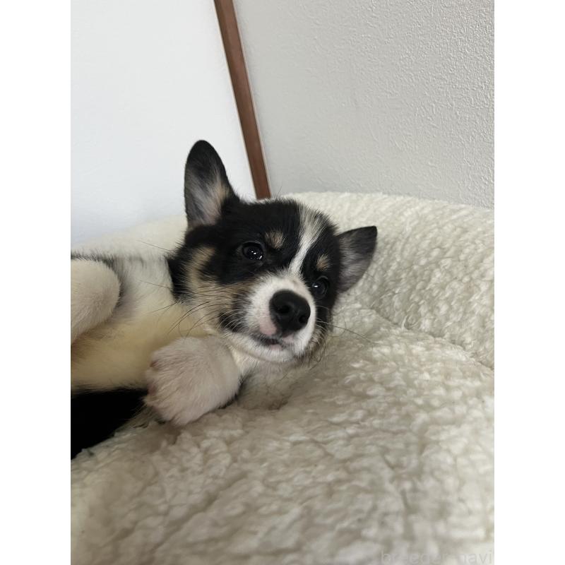 販売中の和歌山県のウェルシュコーギーペンブローク-418663の2枚目
