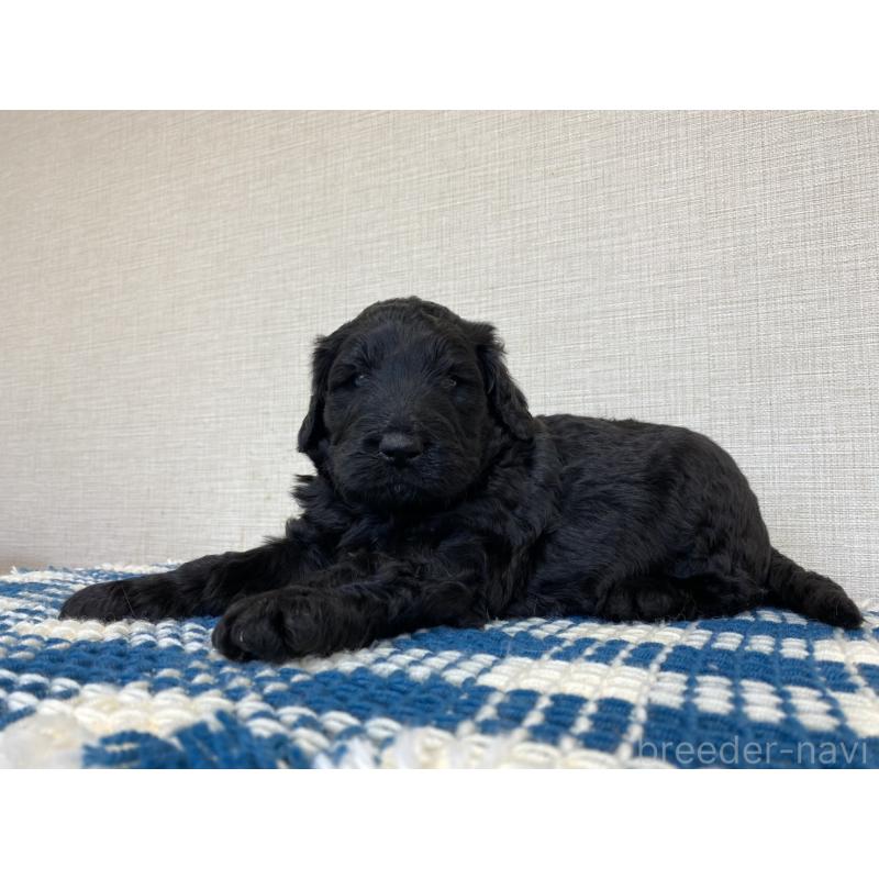 販売中の群馬県のバーニードゥードル:バーニーズ×スタンダードプードル-427303の9枚目