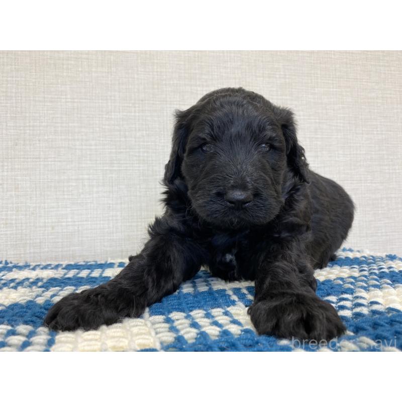 販売中の群馬県のバーニードゥードル:バーニーズ×スタンダードプードル-427303の8枚目