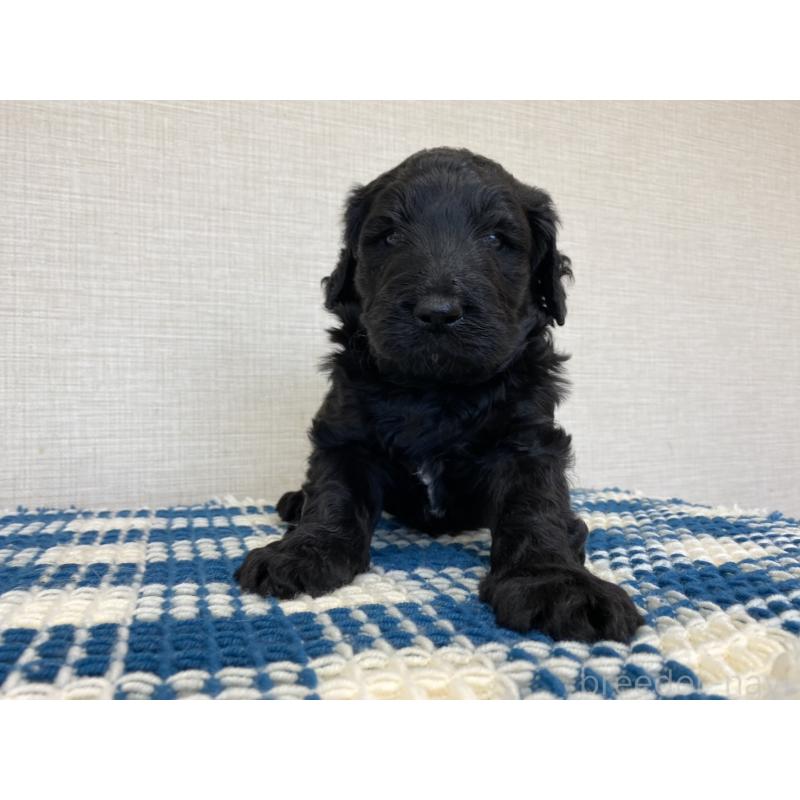 販売中の群馬県のバーニードゥードル:バーニーズ×スタンダードプードル-427303の7枚目