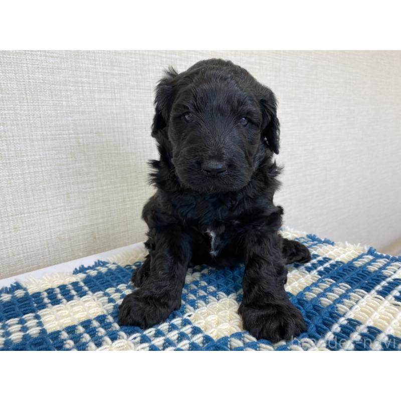 販売中の群馬県のバーニードゥードル:バーニーズ×スタンダードプードル-427303の6枚目