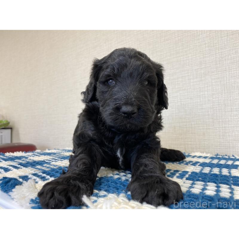 販売中の群馬県のバーニードゥードル:バーニーズ×スタンダードプードル-427303の5枚目