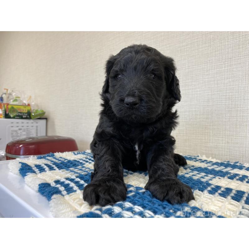 販売中の群馬県のバーニードゥードル:バーニーズ×スタンダードプードル-427303の4枚目