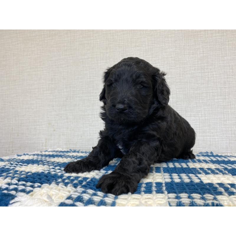 販売中の群馬県のバーニードゥードル:バーニーズ×スタンダードプードル-427303の3枚目