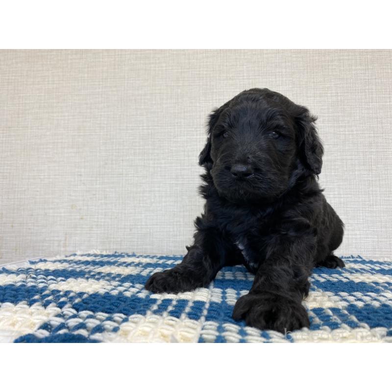 販売中の群馬県のバーニードゥードル:バーニーズ×スタンダードプードル-427303の2枚目