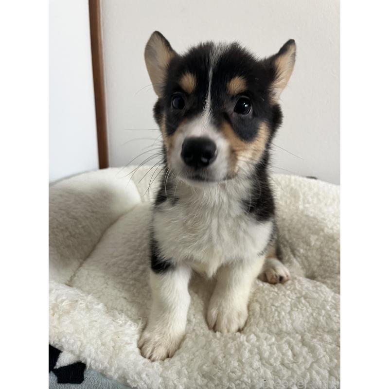 販売中の和歌山県のウェルシュコーギーペンブローク-418666の4枚目