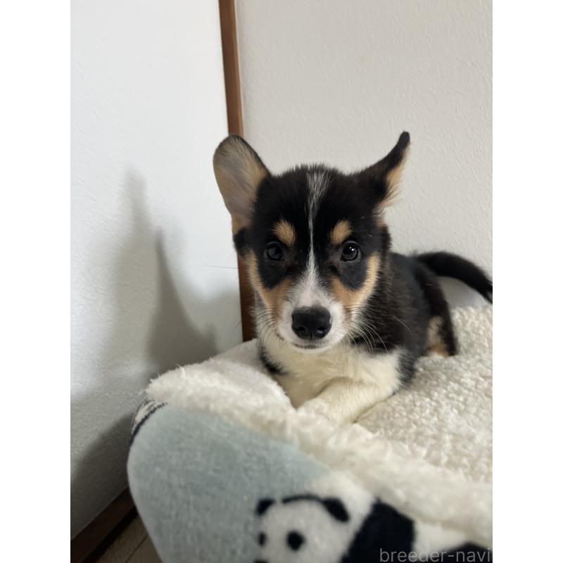 販売中の和歌山県のウェルシュコーギーペンブローク-418666の3枚目