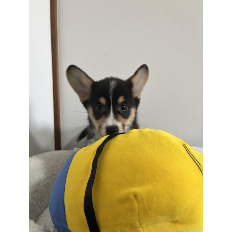 販売中の和歌山県のウェルシュコーギーペンブローク-418666の2枚目