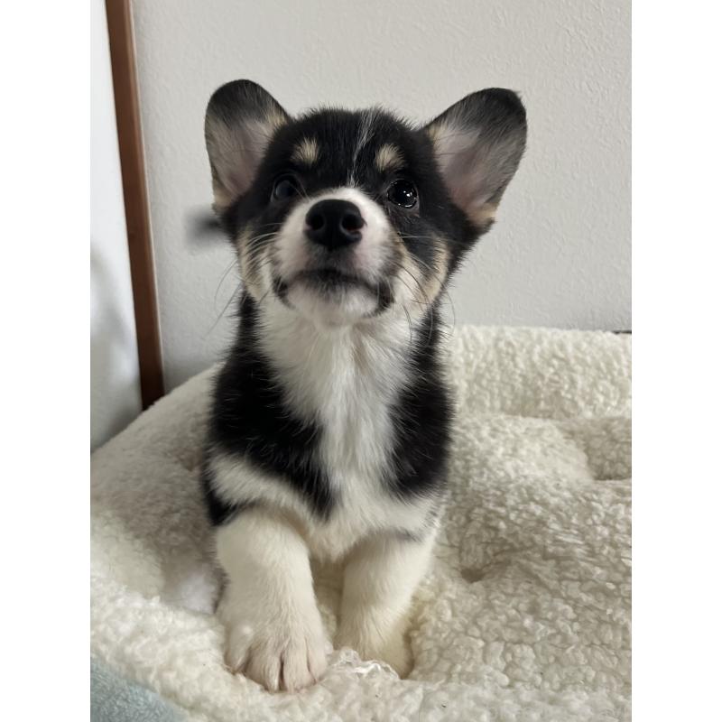 販売中の和歌山県のウェルシュコーギーペンブローク-418668