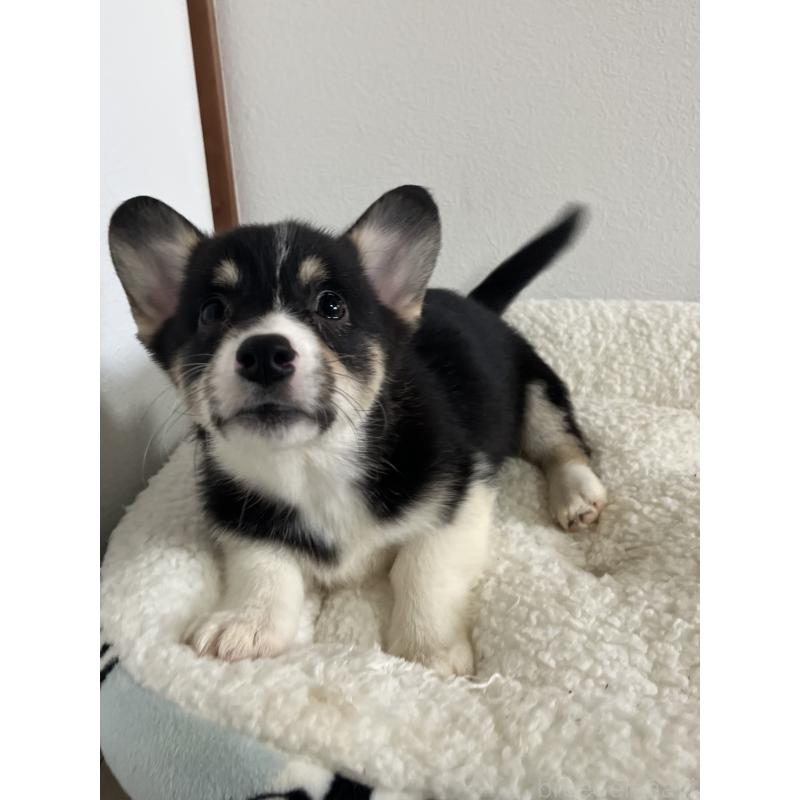 販売中の和歌山県のウェルシュコーギーペンブローク-418668の6枚目