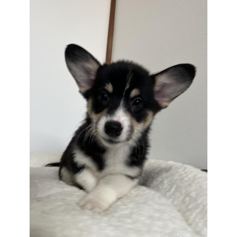 販売中の和歌山県のウェルシュコーギーペンブローク-418668の5枚目