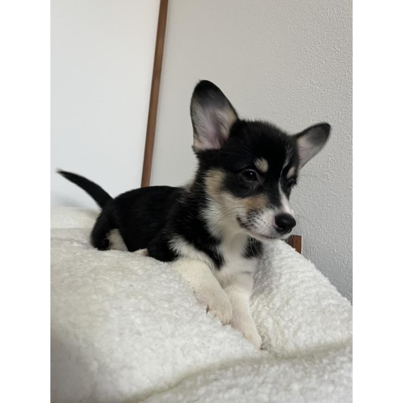 販売中の和歌山県のウェルシュコーギーペンブローク-418668の4枚目