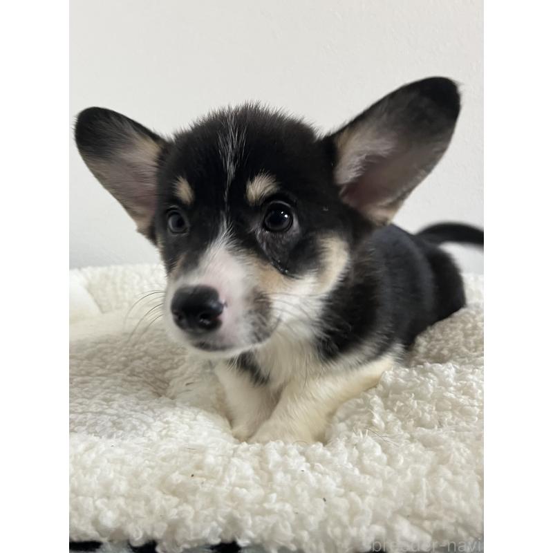 販売中の和歌山県のウェルシュコーギーペンブローク-418668の3枚目