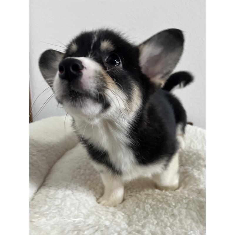 販売中の和歌山県のウェルシュコーギーペンブローク-418668の2枚目