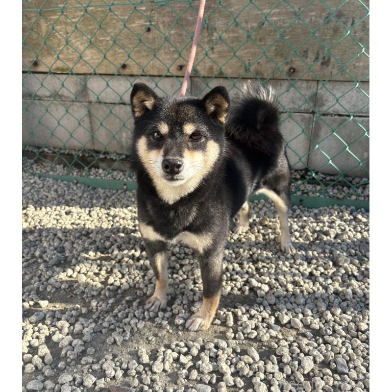 販売中の愛知県の豆柴-427304の4枚目