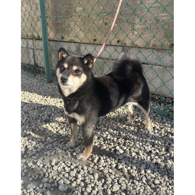 販売中の愛知県の豆柴-427304の3枚目