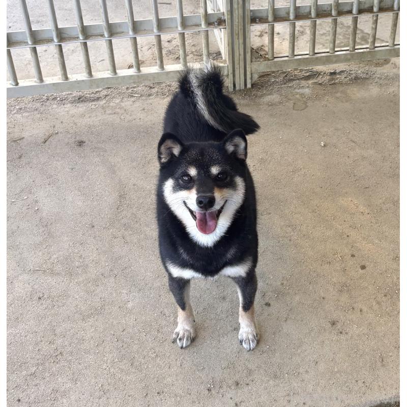 販売中の愛知県の豆柴-427304の2枚目