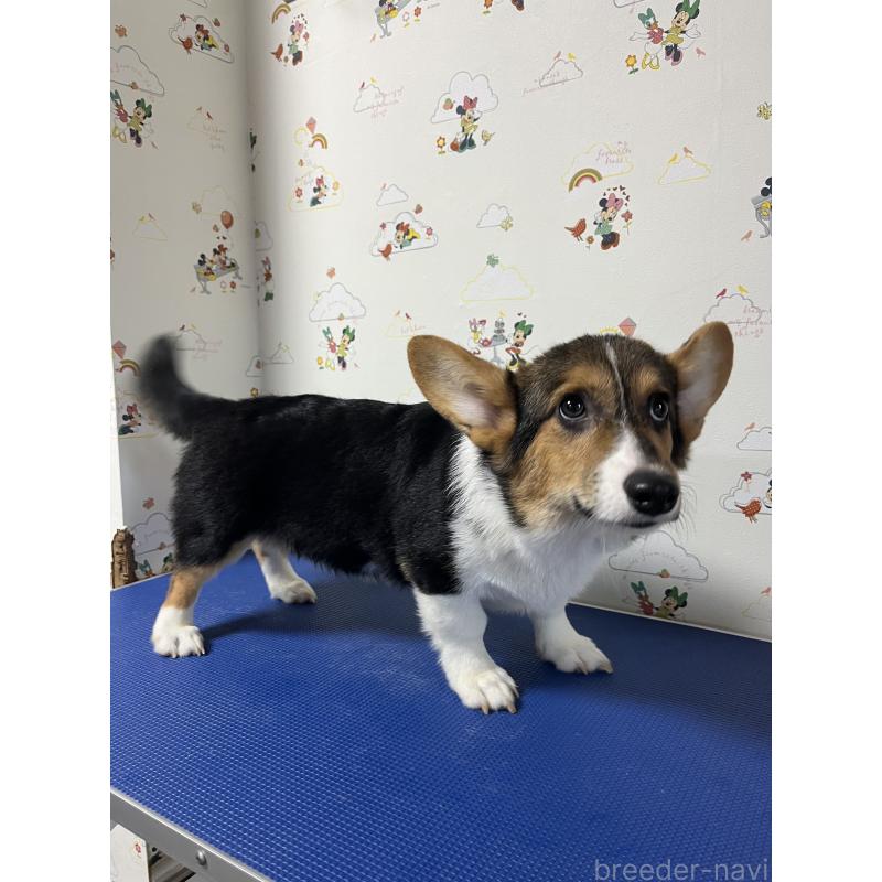販売中の和歌山県のウェルシュコーギーペンブローク-394628の15枚目