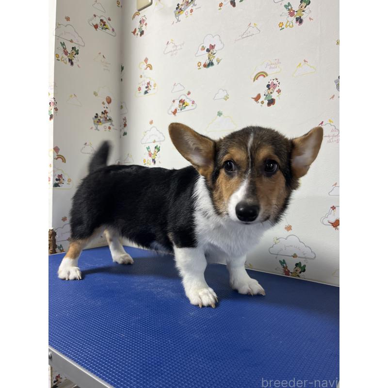 販売中の和歌山県のウェルシュコーギーペンブローク-394628の14枚目