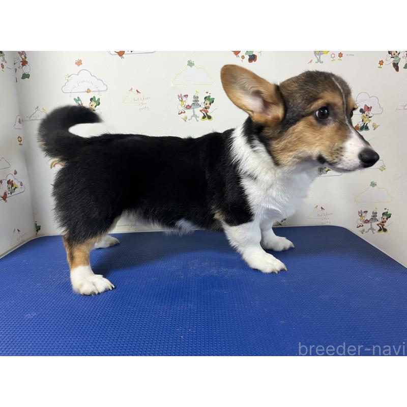 販売中の和歌山県のウェルシュコーギーペンブローク-394628の13枚目