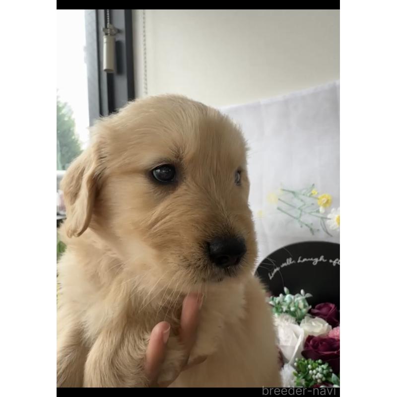 販売中の福岡県のゴールデンレトリーバー-427306の4枚目