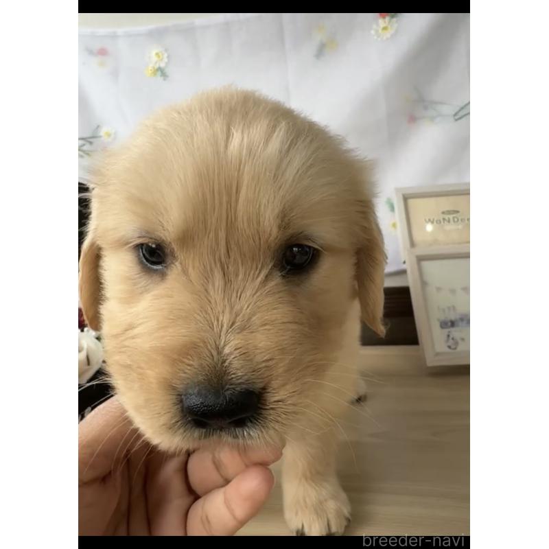 販売中の福岡県のゴールデンレトリーバー-427306の3枚目