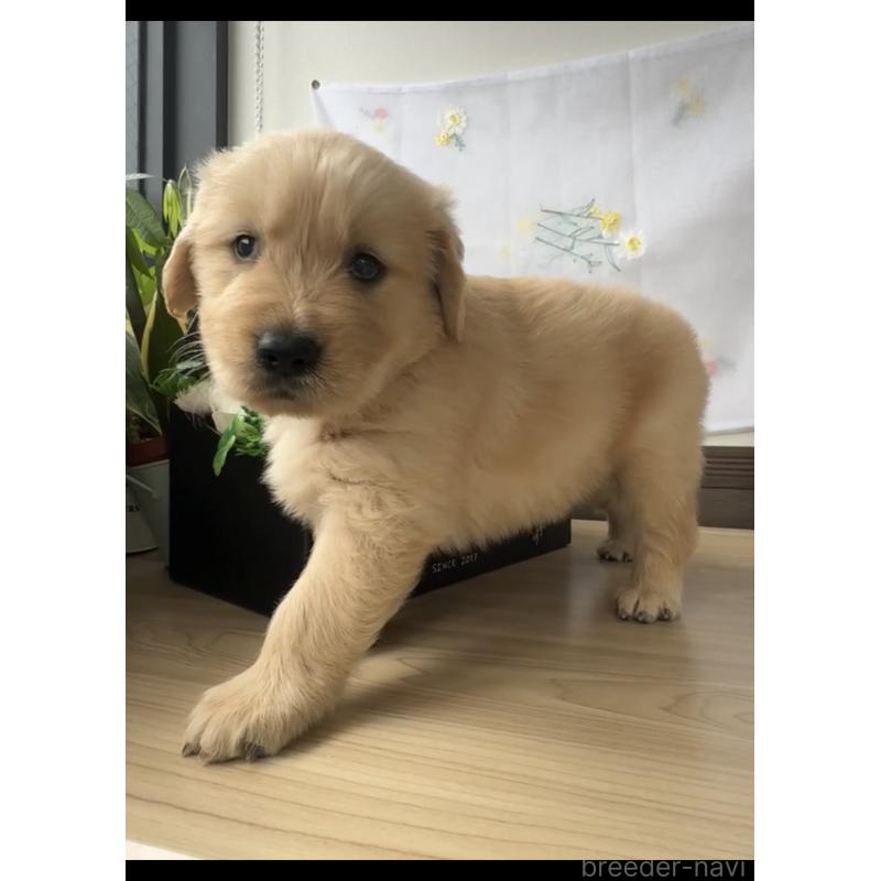 販売中の福岡県のゴールデンレトリーバー-427306の2枚目