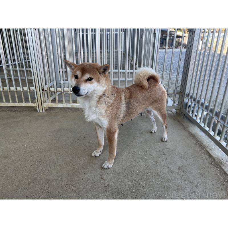 販売中の愛知県の柴犬-427309の3枚目