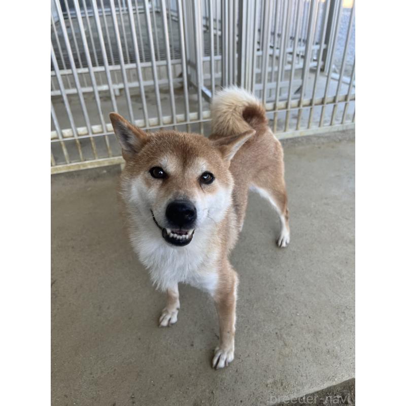 販売中の愛知県の柴犬-427309の2枚目