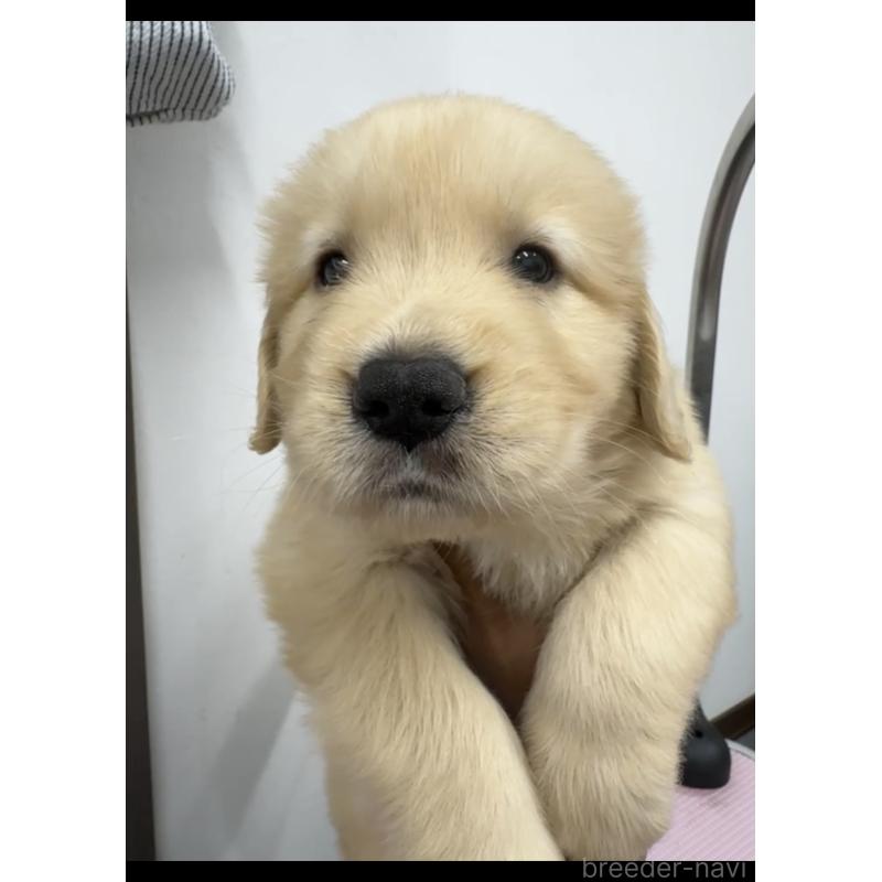 販売中の福岡県のゴールデンレトリーバー-427313の5枚目