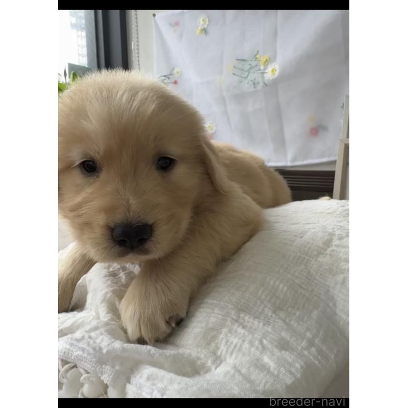 販売中の福岡県のゴールデンレトリーバー-427313の4枚目