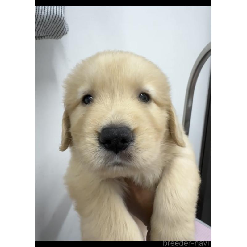 販売中の福岡県のゴールデンレトリーバー-427313の3枚目