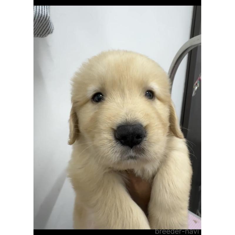 販売中の福岡県のゴールデンレトリーバー-427313の2枚目